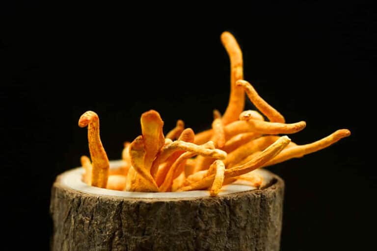 cordyceps mushrooms