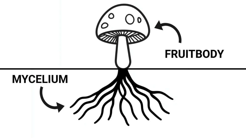 fruitbody vs mycelium