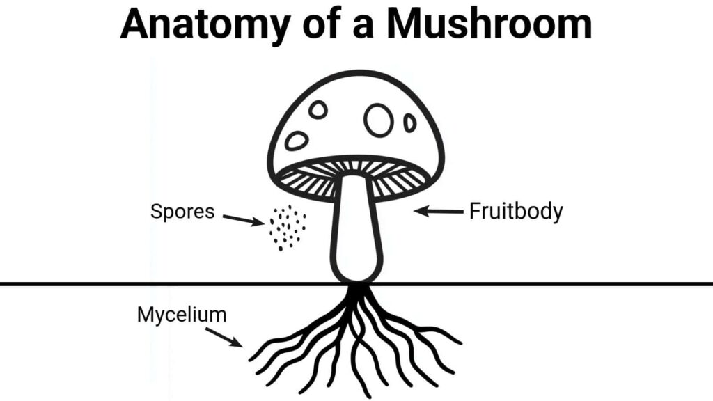 mushroom anatomy