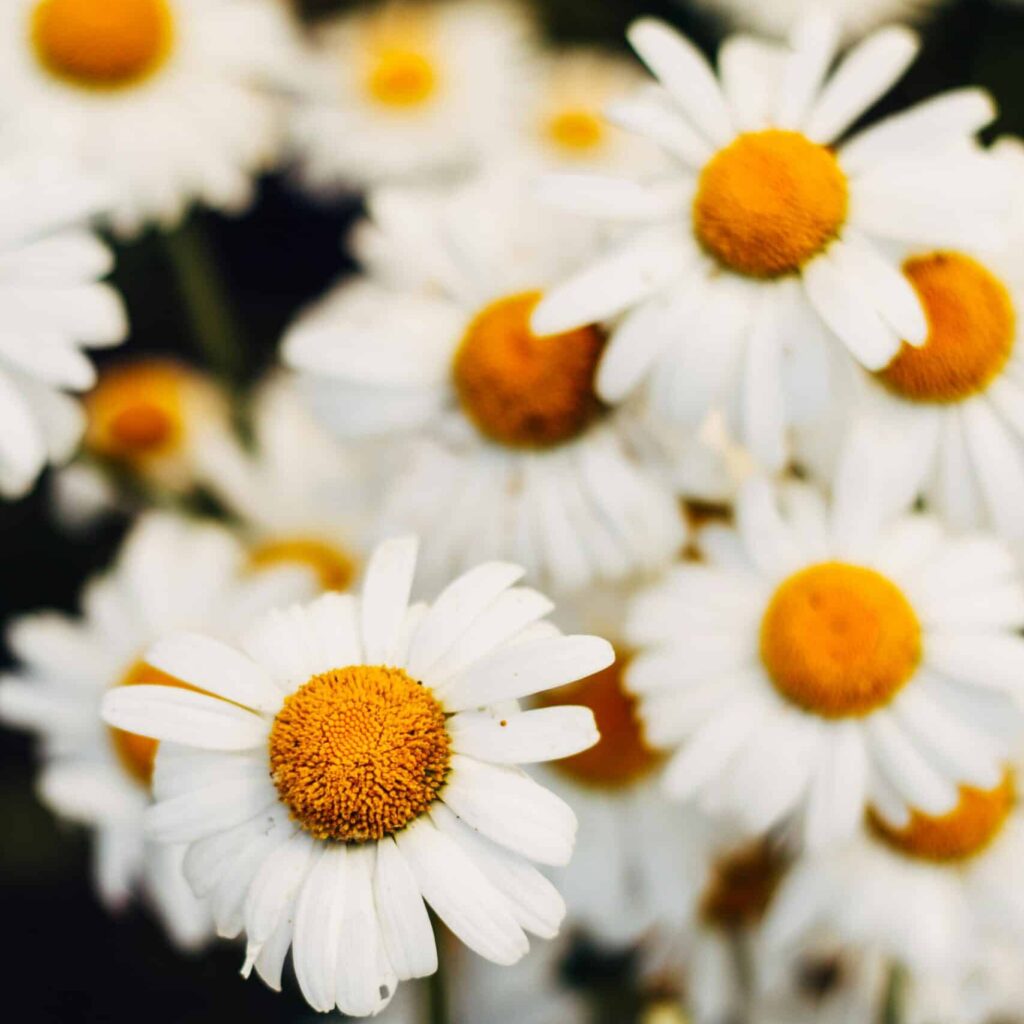 chamomile
