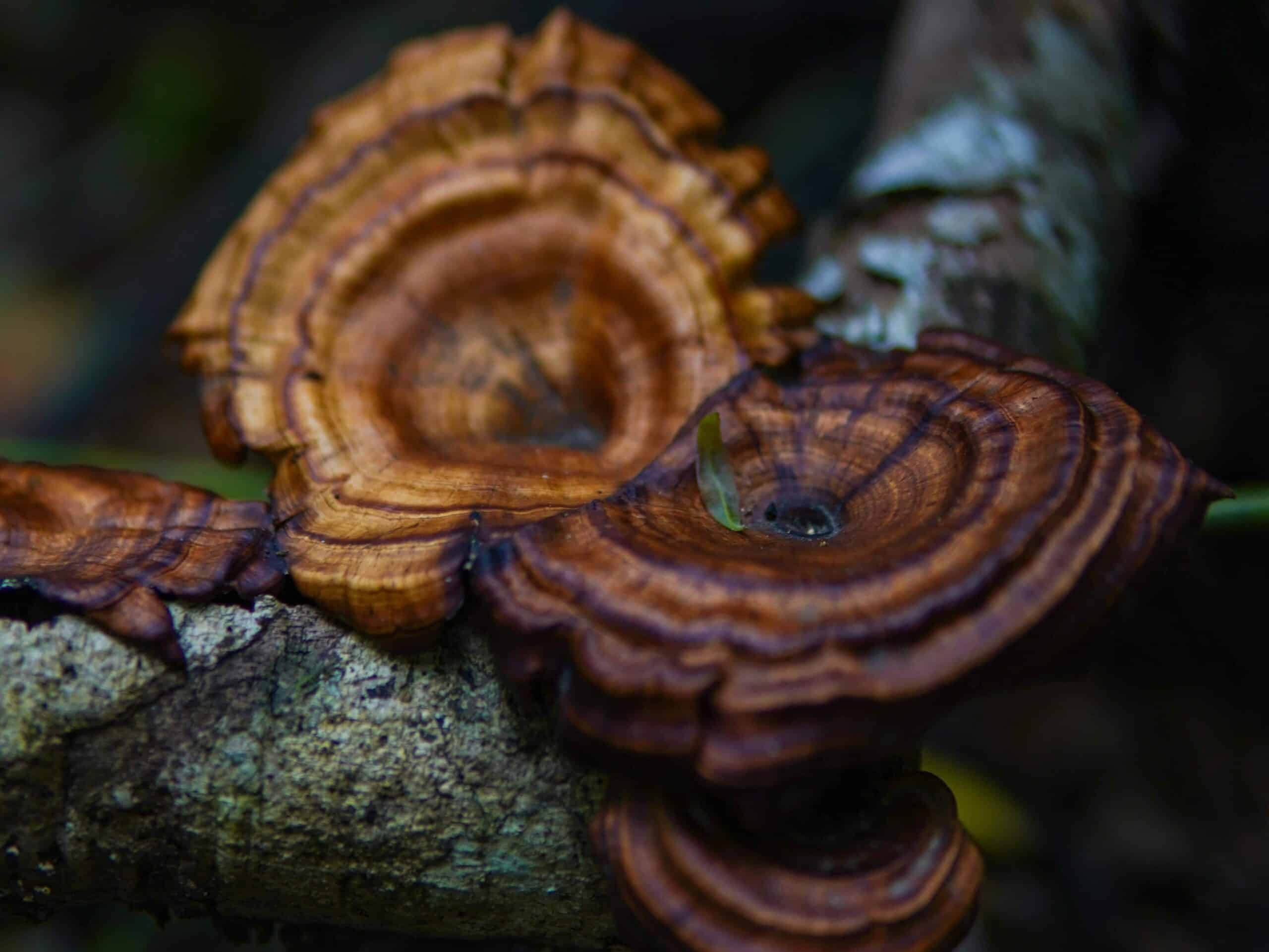 reishi